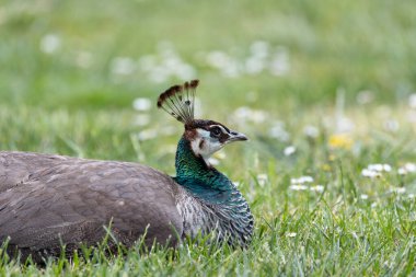 Female Indian peafowl, an omnivore eating seeds, insects, and fruits. Native to India. clipart