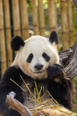 Dev panda bambu filizleri ve yapraklar yer. Esaret altında çekilmiş, simgesel siyah beyaz kürkü sergileniyor..