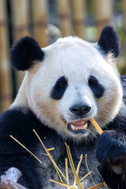 Dev panda bambu filizleri ve yapraklar yer. Esaret altında çekilmiş, simgesel siyah beyaz kürkü sergileniyor..