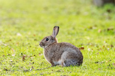 European rabbit eats grasses, roots, and herbs. Captured at Casa de Campo, Madrid in its natural habitat. clipart