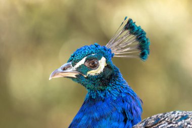 The Indian Peafowl, a vibrant omnivore, eats grains, seeds, and insects. Photographed in lush gardens. clipart