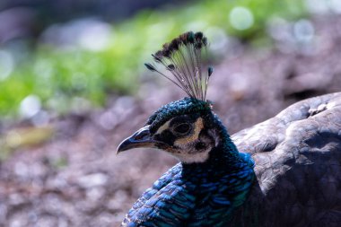 Yerli Peafowl, canlı bir hepçil, tahıl, tohum ve böcek yer. Yeşillik bahçelerde çekilmiş..