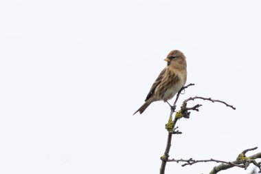 The Lesser Redpoll feeds on seeds, buds, and insects. Photographed at Baldoyle Racecourse, Ireland.  clipart