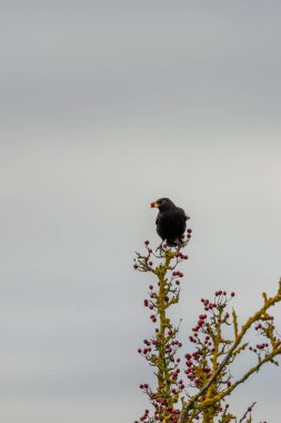 The Male Blackbird (Turdus merula) is an omnivore, feeding on earthworms, insects, and berries. This photo was taken in Phoenix Park, Dublin, where these birds thrive in urban and wooded areas clipart