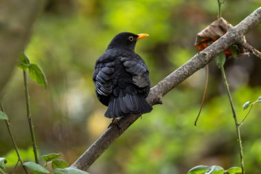 Erkek Karatavuk (Turdus merula) solucanlar, böcekler ve böğürtlenlerle beslenen bir hepçildir. Bu fotoğraf Phoenix Park, Dublin 'de çekildi. Kuşların kentsel ve ağaçlık alanlarda yetiştiği yerde.