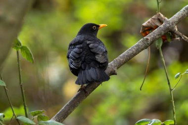 The Male Blackbird (Turdus merula) is an omnivore, feeding on earthworms, insects, and berries. This photo was taken in Phoenix Park, Dublin, where these birds thrive in urban and wooded areas clipart