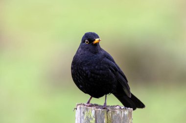 Erkek Karatavuk (Turdus merula) solucanlar, böcekler ve böğürtlenlerle beslenen bir hepçildir. Bu fotoğraf Phoenix Park, Dublin 'de çekildi. Kuşların kentsel ve ağaçlık alanlarda yetiştiği yerde.