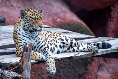 Jaguar (Panthera onca) memeliler, sürüngenler ve balıklarla beslenir. Fotoğraf Amazon yağmur ormanlarında çekildi..