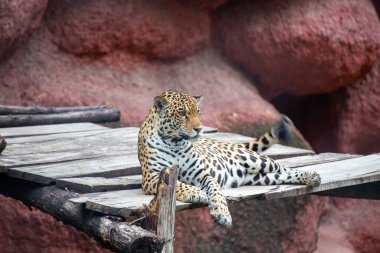 The jaguar (Panthera onca) preys on mammals, reptiles, and fish. Photo taken in the Amazon rainforest. clipart