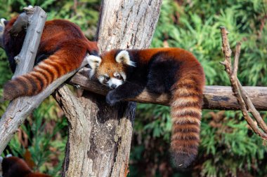 Kırmızı panda, Ailurus fulgens, bambu, meyve ve böcek yer..