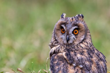 The long-eared owl, Asio otus, preys on small mammals and birds. clipart