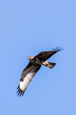 A Common Buzzard (Buteo buteo), a bird of prey that eats small mammals, seen over Baldoyle, Dublin.  clipart