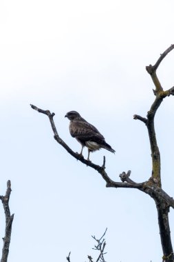 Yaygın bir Şahin (Buteo buteo), Baldoyle, Dublin üzerinde görülen küçük memelileri yiyen yırtıcı bir kuş.. 