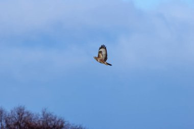 Yaygın bir Şahin (Buteo buteo), Baldoyle, Dublin üzerinde görülen küçük memelileri yiyen yırtıcı bir kuş.. 