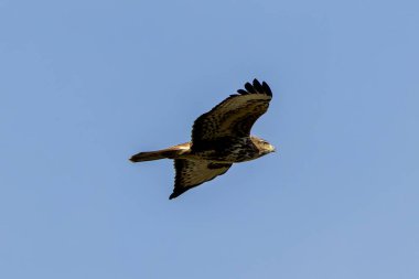 A Common Buzzard (Buteo buteo), a bird of prey that eats small mammals, seen over Baldoyle, Dublin.  clipart