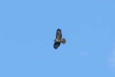 Yaygın bir Şahin (Buteo buteo), Baldoyle, Dublin üzerinde görülen küçük memelileri yiyen yırtıcı bir kuş.. 