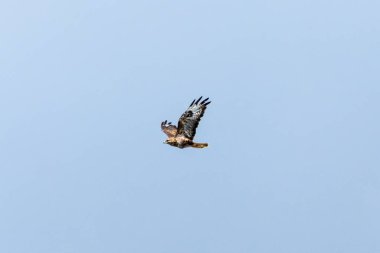 Yaygın bir Şahin (Buteo buteo), Baldoyle, Dublin üzerinde görülen küçük memelileri yiyen yırtıcı bir kuş.. 