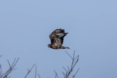 Yaygın bir Şahin (Buteo buteo), Baldoyle, Dublin üzerinde görülen küçük memelileri yiyen yırtıcı bir kuş.. 