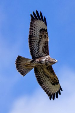 A Common Buzzard (Buteo buteo), a bird of prey that eats small mammals, seen over Baldoyle, Dublin.  clipart