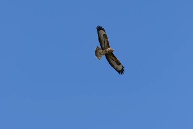 Yaygın bir Şahin (Buteo buteo), Baldoyle, Dublin üzerinde görülen küçük memelileri yiyen yırtıcı bir kuş.. 