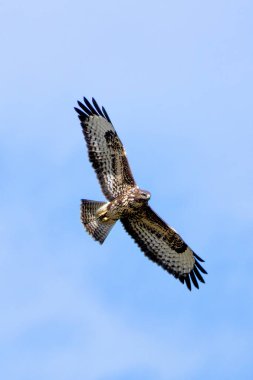 Yaygın bir Şahin (Buteo buteo), Baldoyle, Dublin üzerinde görülen küçük memelileri yiyen yırtıcı bir kuş.. 