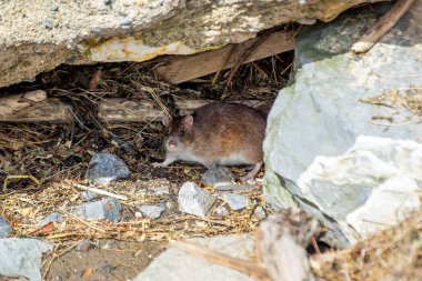 Kahverengi Sıçan (Rattus norvegicus), şehir bölgelerinde büyüyen bir hepçil, Peder Collins Park, Dublin 'de görüldü..