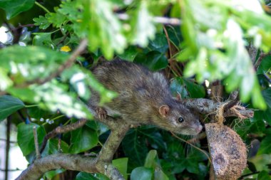 Kahverengi Sıçan (Rattus norvegicus), şehir bölgelerinde büyüyen bir hepçil, Peder Collins Park, Dublin 'de görüldü..