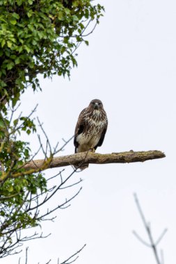 Yaygın bir Şahin (Buteo buteo), Baldoyle, Dublin üzerinde görülen küçük memelileri yiyen yırtıcı bir kuş..