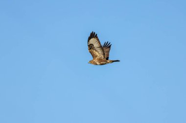 Yaygın bir Şahin (Buteo buteo), Baldoyle, Dublin üzerinde görülen küçük memelileri yiyen yırtıcı bir kuş..