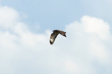 Yaygın bir Şahin (Buteo buteo), Baldoyle, Dublin üzerinde görülen küçük memelileri yiyen yırtıcı bir kuş..