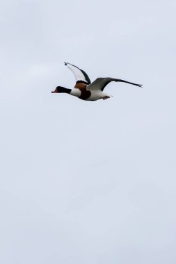 Kabuklu ördek, omurgasızlar ve su bitkileriyle beslenir. Bull Adası, Dublin, İrlanda 'da görüldü..