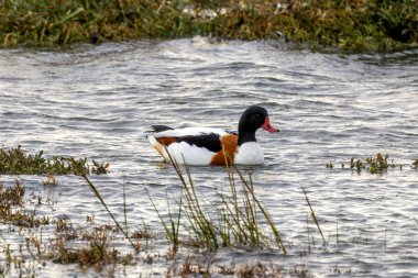 The common shelduck feeds on invertebrates and aquatic plants. Spotted on Bull Island, Dublin, Ireland. clipart