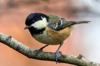 The coal tit feeds on insects, seeds, and nuts. Spotted on Bull Island, Dublin, Ireland, in coastal scrub.