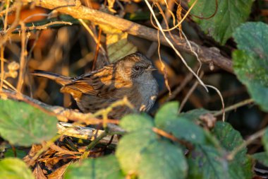 Dunnock, Dublin Ulusal Botanik Bahçeleri 'nde görüldü. Böcekler, tohumlar ve küçük omurgasızlarla beslenir..