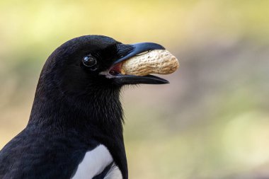 Avrasya Saksağanı böcek, meyve ve tohum yer. Fotoğraf: Baldoyle Yarış Pisti, Dublin, İrlanda.