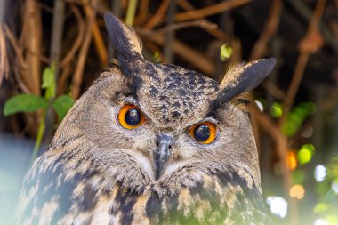 The Eurasian Eagle Owl preys on mammals, birds, and reptiles. Photo taken in natural woodland habitat. clipart