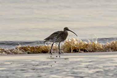 The Eurasian Curlew feeds on invertebrates and crustaceans - photographed on Bull Island's coastal mudflats clipart