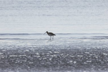 The Eurasian Curlew feeds on invertebrates and crustaceans - photographed on Bull Island's coastal mudflats clipart