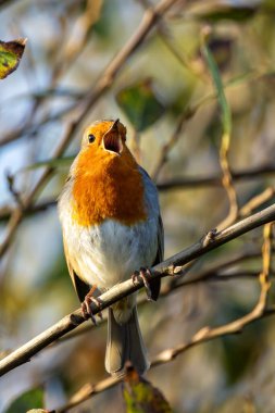 Avrupalı bir Robin, Ulusal Botanik Bahçeleri, Dublin, İrlanda 'da tünemiş küçük bir böcek yuvası..