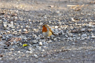 Avrupalı bir Robin, Ulusal Botanik Bahçeleri, Dublin, İrlanda 'da tünemiş küçük bir böcek yuvası..