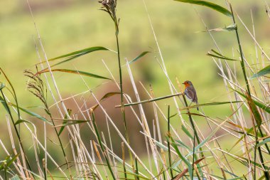 Avrupalı bir Robin, Ulusal Botanik Bahçeleri, Dublin, İrlanda 'da tünemiş küçük bir böcek yuvası..