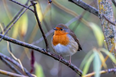 Avrupalı bir Robin, Ulusal Botanik Bahçeleri, Dublin, İrlanda 'da tünemiş küçük bir böcek yuvası..