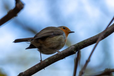 Avrupalı bir Robin, Ulusal Botanik Bahçeleri, Dublin, İrlanda 'da tünemiş küçük bir böcek yuvası..