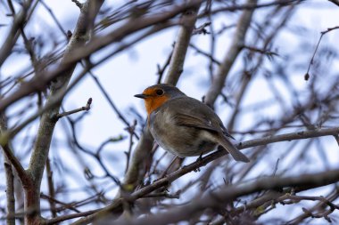 Avrupalı bir Robin, Ulusal Botanik Bahçeleri, Dublin, İrlanda 'da tünemiş küçük bir böcek yuvası..