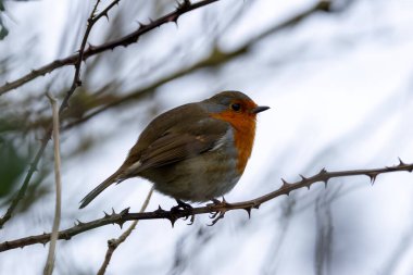 Avrupalı bir Robin, Ulusal Botanik Bahçeleri, Dublin, İrlanda 'da tünemiş küçük bir böcek yuvası..