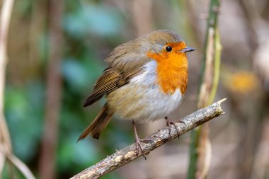 Avrupalı bir Robin, Ulusal Botanik Bahçeleri, Dublin, İrlanda 'da tünemiş küçük bir böcek yuvası..