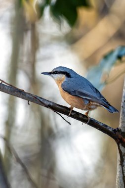 Avrasya Tımarhanesi böcek, tohum ve fındıklarla beslenir. Casa de Campo, Madrid, İspanya 'da yakalandı..