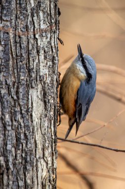 The Eurasian Nuthatch feeds on insects, seeds, and nuts. Captured in Casa de Campo, Madrid, Spain. clipart