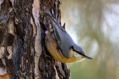 Avrasya Tımarhanesi böcek, tohum ve fındıklarla beslenir. Casa de Campo, Madrid, İspanya 'da yakalandı..