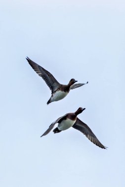 The Eurasian Wigeon, a dabbling duck feeding on plants, spotted off Bull Island, Dublin, Ireland. clipart